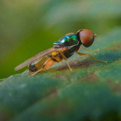 Microchrysa