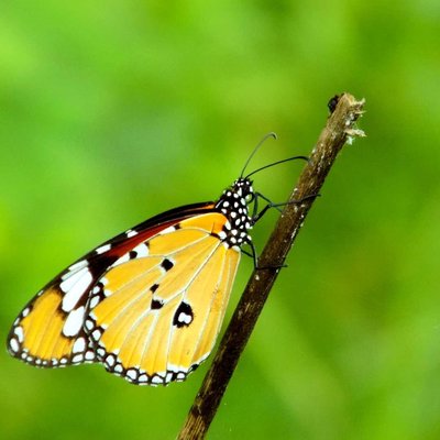 common tiger 