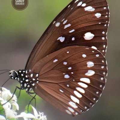 butterfly