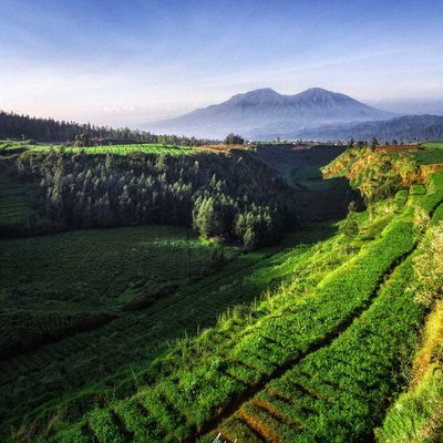 Hamparan Hijau di Brakseng