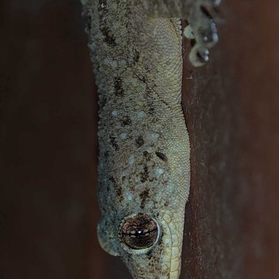 Lizard 🦎