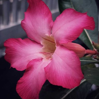 Adenium Obesum