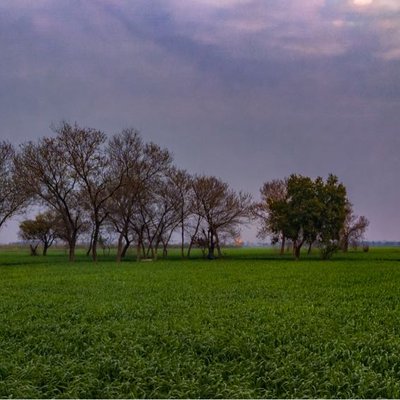 Green Land