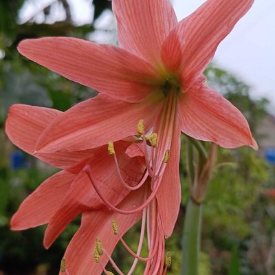 bunga lili
