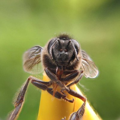 macrophotography