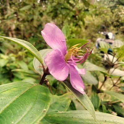 Belajar fokus Bunga Senggani