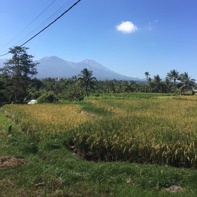 persawahan