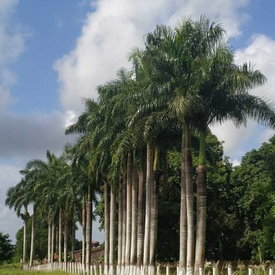 Palmas reales cubanas