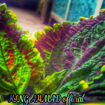 COLEUS