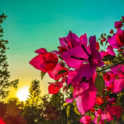Happiness and nature are closely related. 🌼
