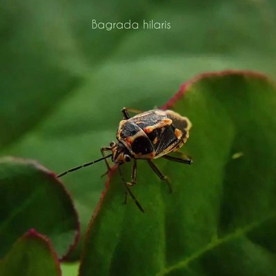 Macroshot of insect