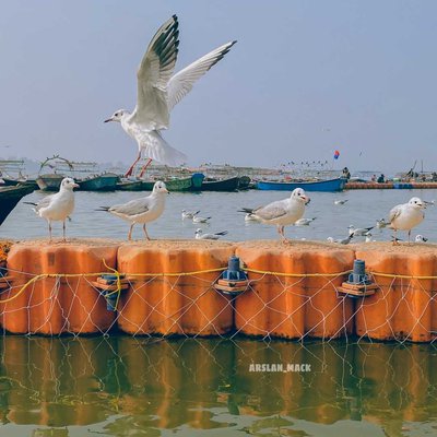 Cyberian bird's