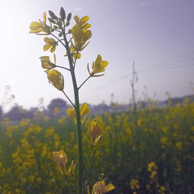 nature 