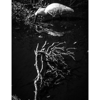 Birdlife 