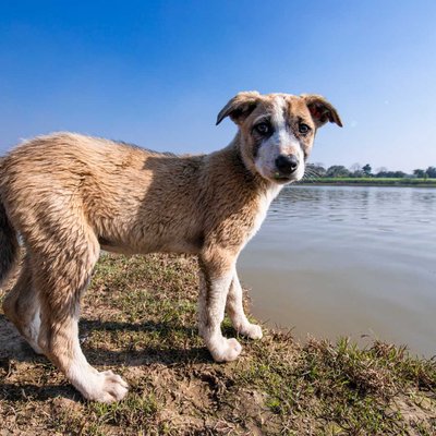 A young puppy