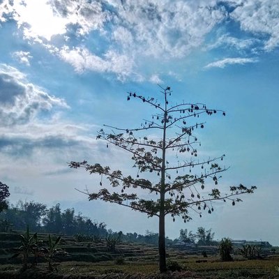 A Kapok Tree