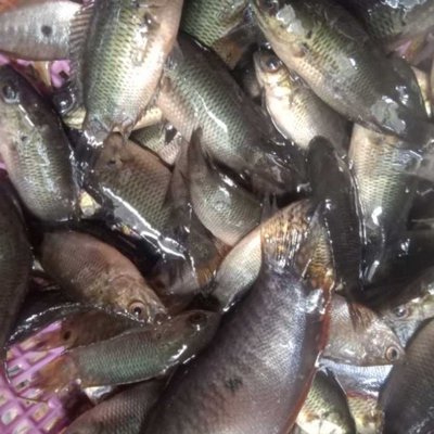 ikan air tawar