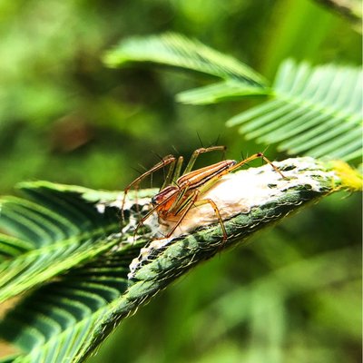 The Female Lynx Spider