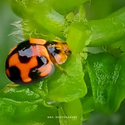 Lady Bug