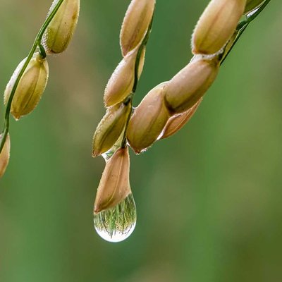 Nature in dew drop 