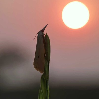 Sunset story