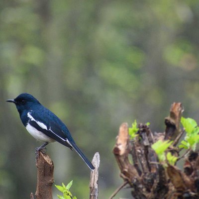 Magpie Robin 