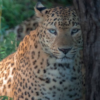 Indian leopard 