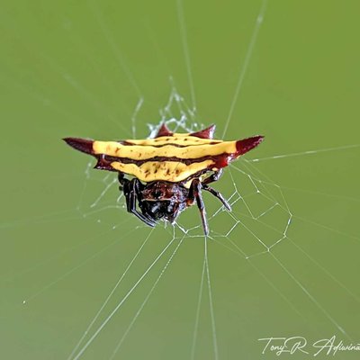 GASTERACANTHA FORNICATA