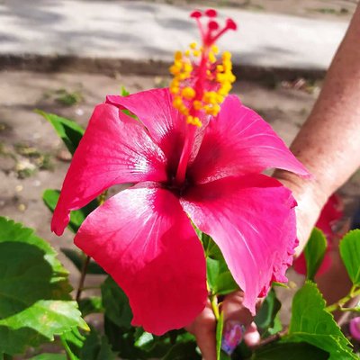 Marpacífico 🌺