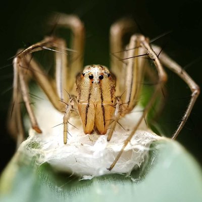 Oxyopes salticus