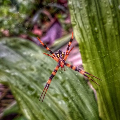 laba laba penenun  ( araneidae )
