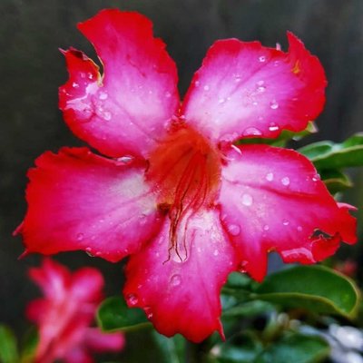 Kamboja Merah