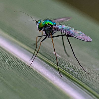 Lalat hijau kecil
