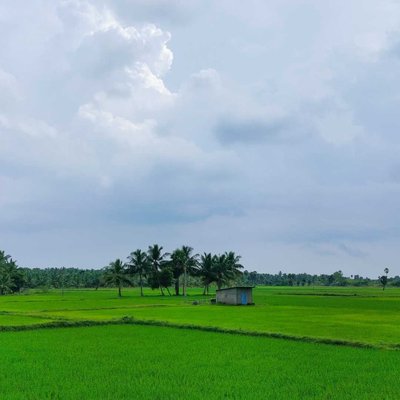 nature view 💚