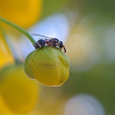Resting on flower bud