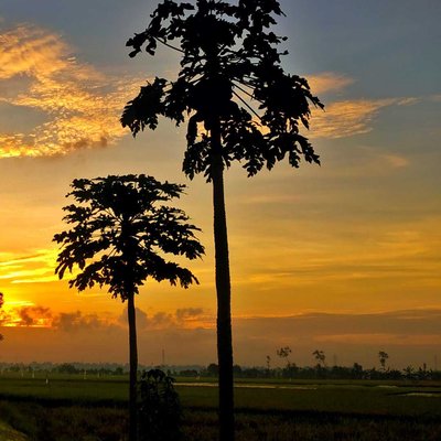 pohon pepaya