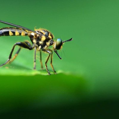 callinicus sp.