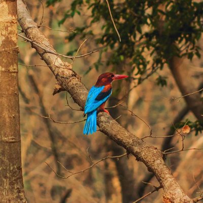 White Breasted Kingfisher.