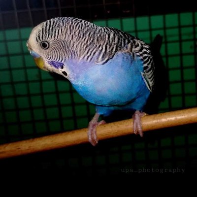 Parrot 