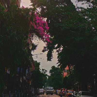 Street of Kolkata 🌼✨
