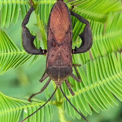Leaf footed bug