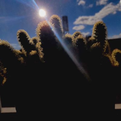 🌵🌵🌵