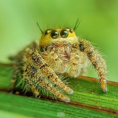 Jumping Spider