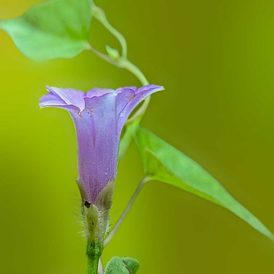 Ipomoea