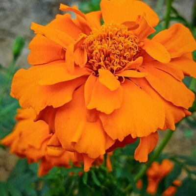 Pesona Kembang Marigold