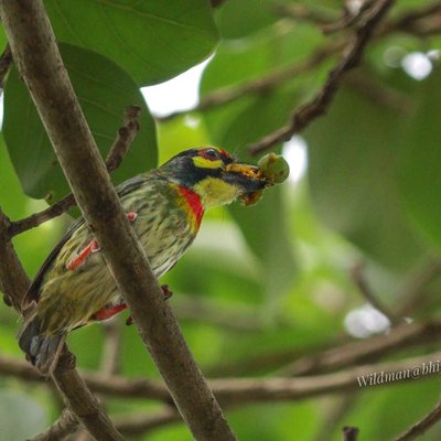 Birds World