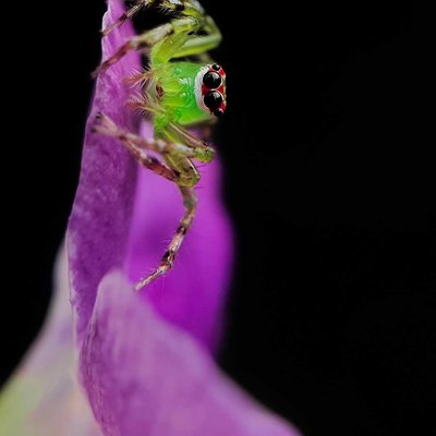 Mongolian green jumping spider