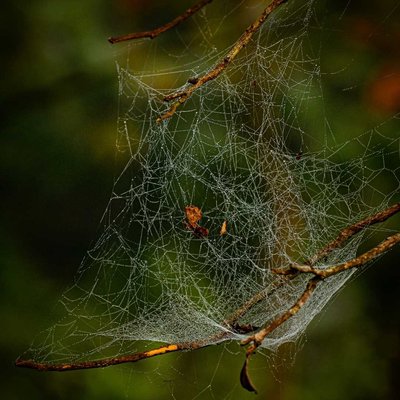 Cobweb