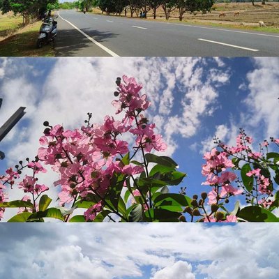 🌸🌳⛅