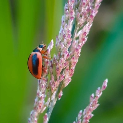 Serangga lady bug